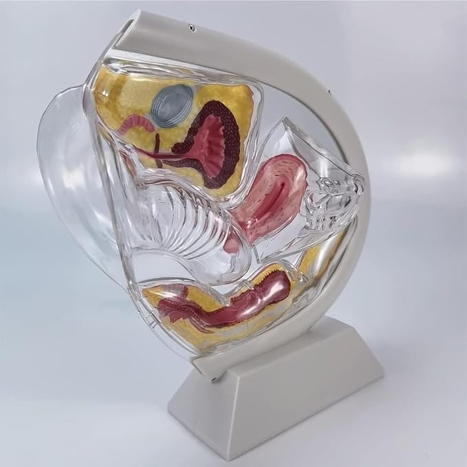 Transparent Uterus Model Demonstration of Menstrual Cup Contraceptive Teaching Model Female Reproductive Organ Anatomical Model of Pelvic