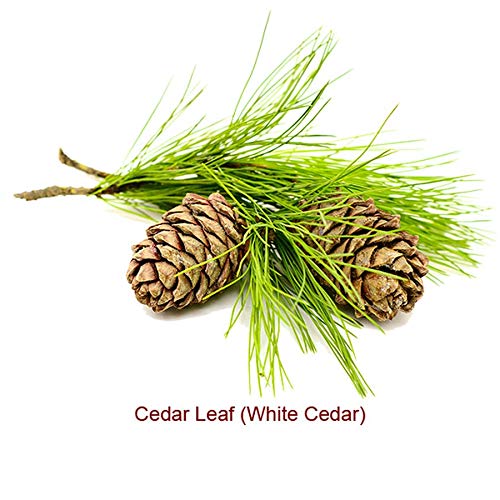 Cedar Leaf or White Cedar Essential Oil (Thuja Occidentalis) 100% Pure and Natural 15 ML
