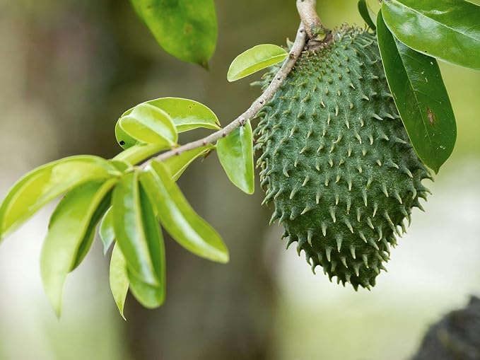 Premium Soursop Graviola Leaf Tea - graviola soursop tea - GRAVIOLA SOURSOP TEA K-CUPS - soursop tea organic, graviola tea, graviola leaves tea k-cups, antioxidant k-cups tea - 1 Box 10 K-cups