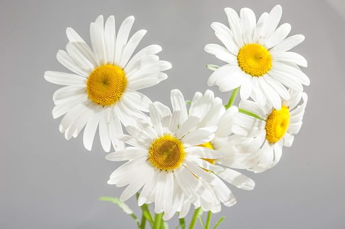 ArOmis German Chamomile (Blue) Essential Oil - 100% Pure Therapeutic Grade - 10ml (.34 Fl Oz), Undiluted, Premium, Oils Perfect for Aromatherapy