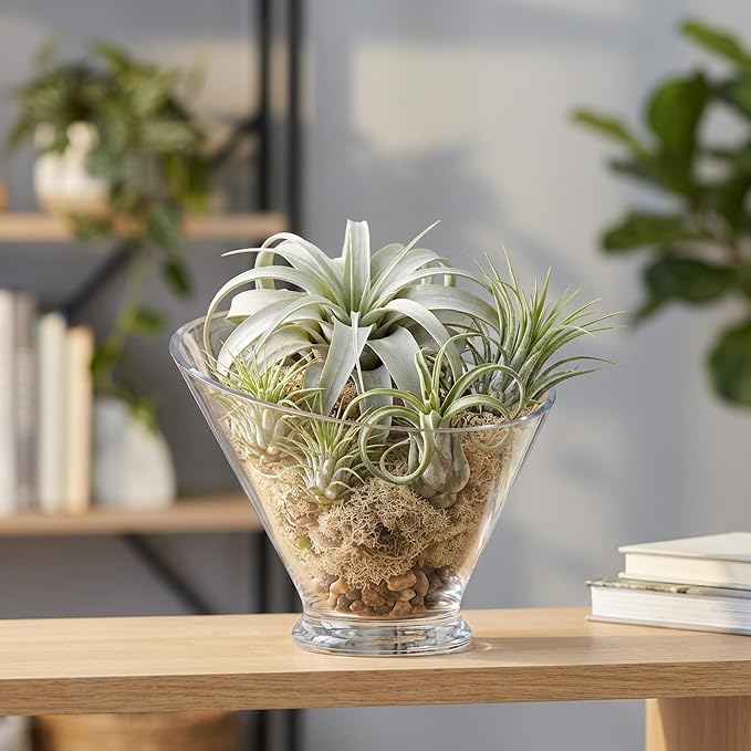 WGVI Slant Cut Calyx Glass Vase, Width 7.25", Height 6.25", Clear Terrarium, Candy Dish, Fruit Jar, Floral Container for Wedding Party Event, Home Office Decor, 1 Piece