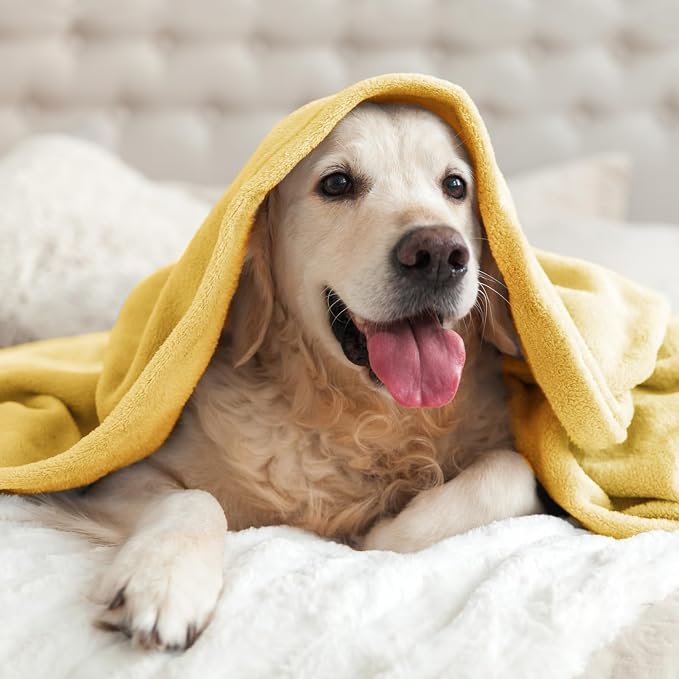 BEDELITE Fleece Blanket Soft Plush Twin Size Blanket Cream Yellow 60"x80" | Ultra Soft Fleece, Plush Microfiber, Lightweight Warmth, All Season Comfort, Fade Resistant, Machine Washable, Couch Sofa Bed