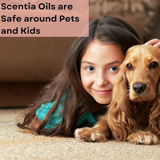 Scentia Gingerbread Bliss Fragrance Oil – 50ml Holiday Diffuser Oil | Warm Christmas Blend with Ginger, Nutmeg, Cinnamon & Vanilla | Perfect Stocking Stuffer, DIY Candles & Soaps