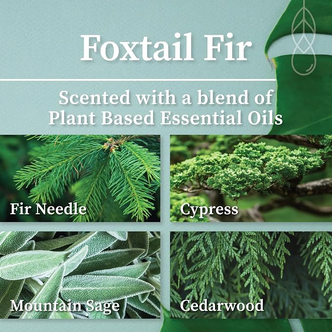 Hemlock Park Foxtail Fir Frosted Scented Candle | Crackling Wood Wick, Botanical Fragrance & Coconut Apricot Wax | Up to 50 Hour Burn Time | 7.2 oz | Made in USA