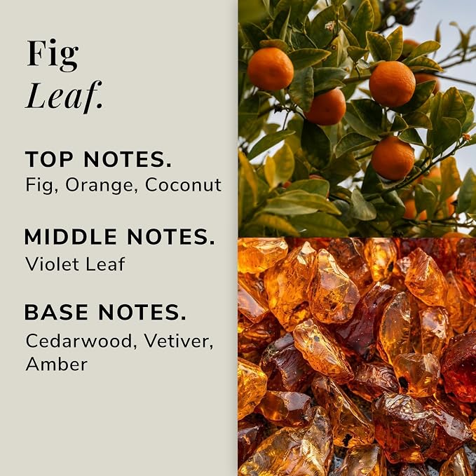 Fig Leaf Aromatherapy Candle – Fig, Coconut & Cedarwood Scented Candle, Plant-Based Wax, Mini 2.8 oz, 15 Hour Burn Time, Fresh & Relaxing Candle