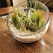 WGVI Clear Slant Cut Bowl Glass Vase, Glass Terrarium, Candy Dish, Glassware, Slant Cut, 7" Width, 6" Height (1 Piece)