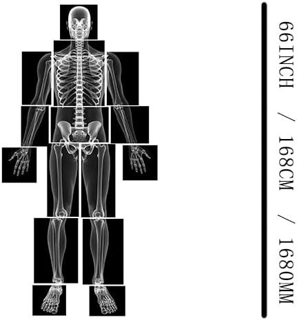 X-ray Film Learning Set for Kids, 15 Pieces, Human Body Educational Kit, Light Table Materials, Montessori & Reggio-Inspired