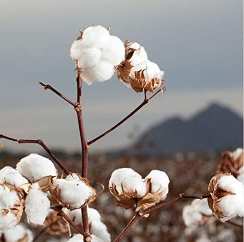 Organyc 100% Organic Cotton Rounds - Biodegradable Cotton, Chemical Free, for Sensitive Skin - Daily Cosmetics. Beauty and Personal Care 70 Count (Pack of 12)