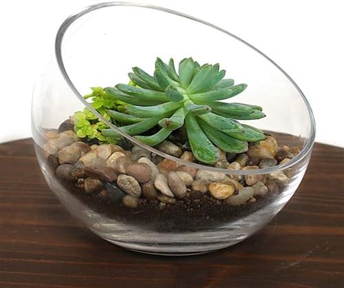 WGV Slant Cut Bowl Glass Vase, Width 11", Height 9.5", Clear Terrarium, Candy Dish, Fruit Jar, Floral Container for Wedding Party Event, Home Office Decor, 1 Piece
