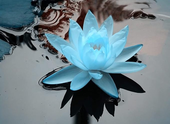 Blue Lotus Essential Oils ~ Pure Natural Aromatherapy Massage Oil - Therapeutic Grade - 100% Natural Incense - Pure Essential Oil (15 Ml)