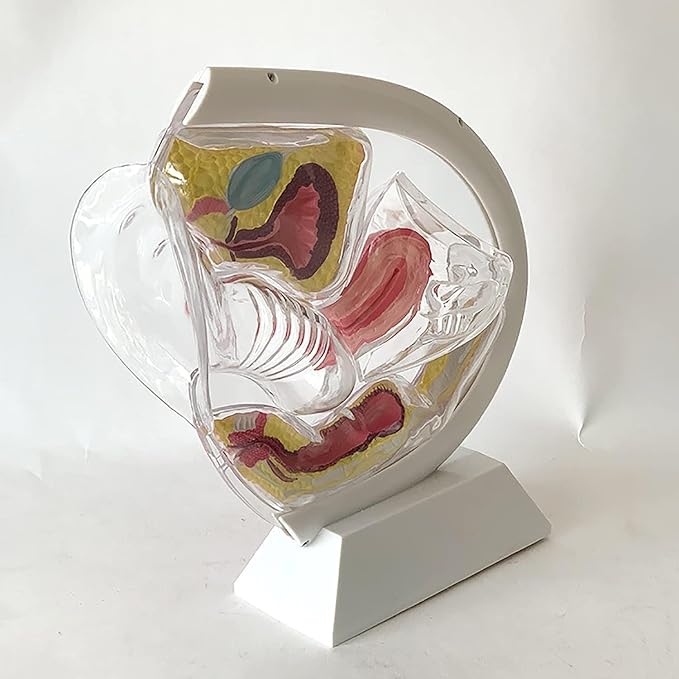 Transparent Uterus Model Demonstration of Menstrual Cup Contraceptive Teaching Model Female Reproductive Organ Anatomical Model of Pelvic