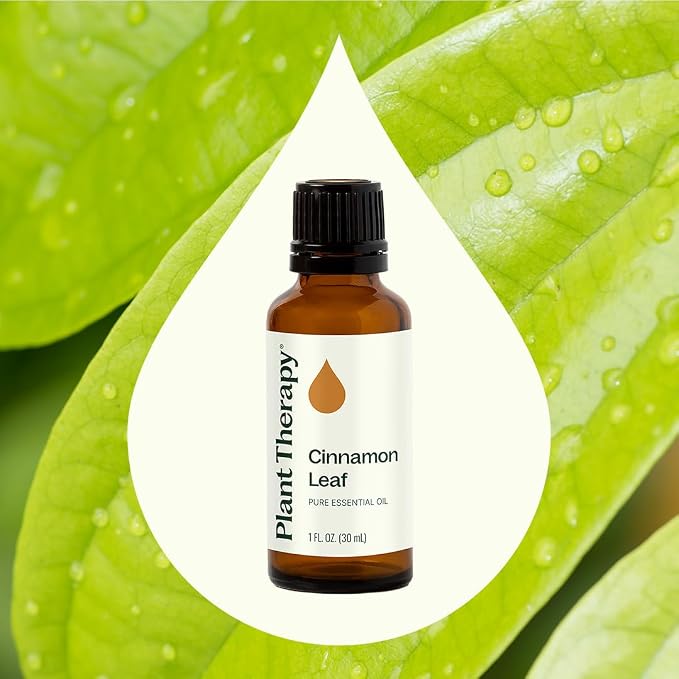 Plant Therapy Cinnamon Leaf Essential Oil 30 mL (1 oz) 100% Pure, Undiluted, Aromatherapy, Cozy Scent, Sore Muscle Relief