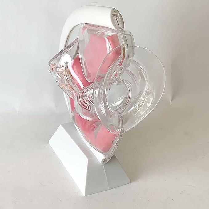 Transparent Uterus Model Demonstration of Menstrual Cup Contraceptive Teaching Model Female Reproductive Organ Anatomical Model of Pelvic