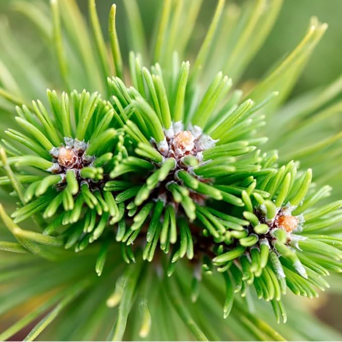 Aromatics International Wildcrafted Siberian Fir Essential Oil 18ml | 100% Pure Essential Oil for Diffusion & Aromatherapy
