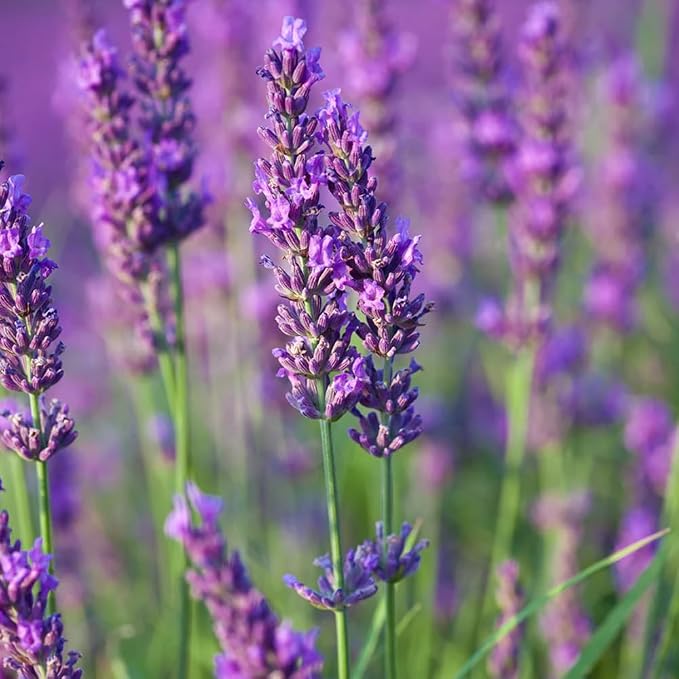 Aromatics International Premium Organic Artisan Lavender Essential Oil 18ml | 100% Pure Essential Oil for Diffusion & Aromatherapy