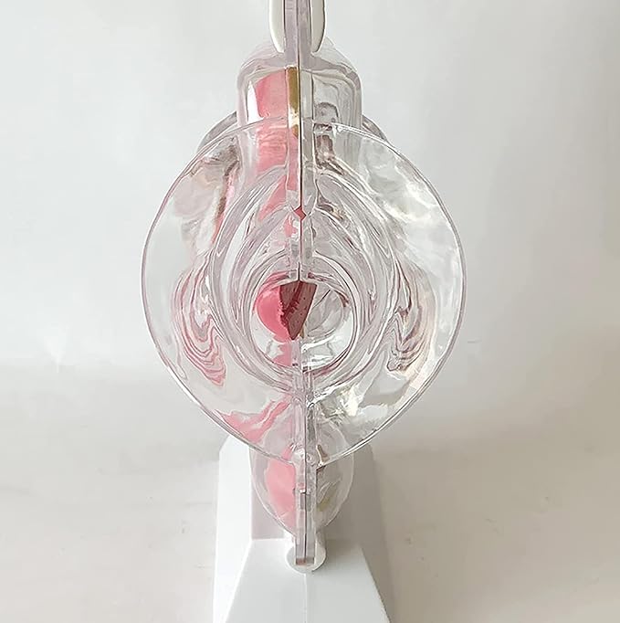 Transparent Uterus Model Demonstration of Menstrual Cup Contraceptive Teaching Model Female Reproductive Organ Anatomical Model of Pelvic