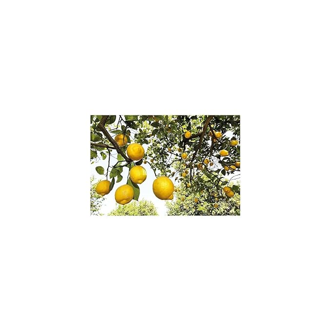 Weleda Refreshing Citrus Body Lotion, 6.8 Fluid Ounce, Plant Rich Moisturizer with Aloe Vera and Coconut Oil (Pack of 2)
