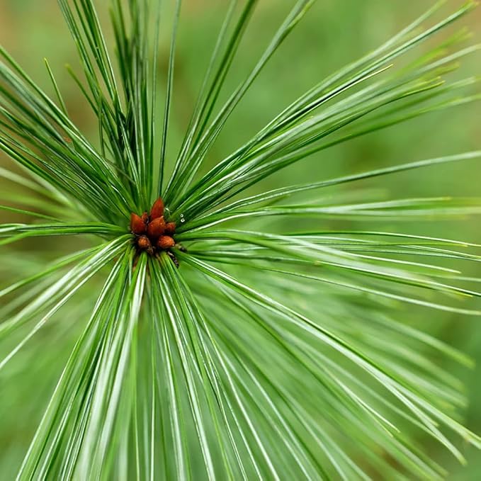 Aromatics International Organic White Pine Essential Oil 5ml | Steam Distilled from Canadian Pinus strobus |100% Pure Premium Essential Oil for Diffusion & Aromatherapy