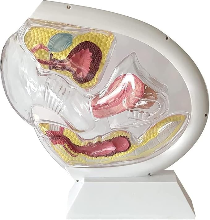Transparent Uterus Model Demonstration of Menstrual Cup Contraceptive Teaching Model Female Reproductive Organ Anatomical Model of Pelvic