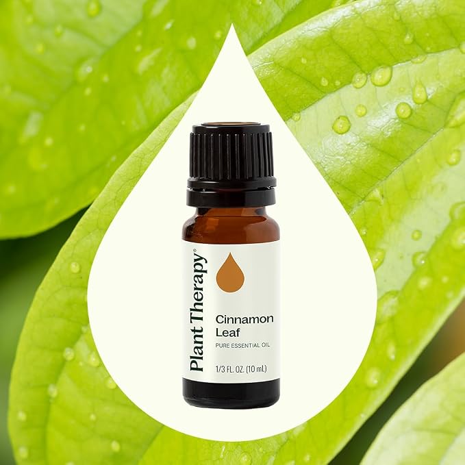 Plant Therapy Cinnamon Leaf Essential Oil 10 mL (1/3 oz) 100% Pure, Undiluted, Aromatherapy, Cozy Scent, Sore Muscle Relief