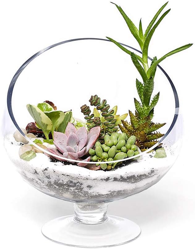 WGV Slant Cut Bowl Glass Vase with Stand, Width 6.5", Height 7", Clear Planter Terrarium, Candy Dish, Fruit Jar for Wedding Party Event, Home Office Decor, 1 Piece