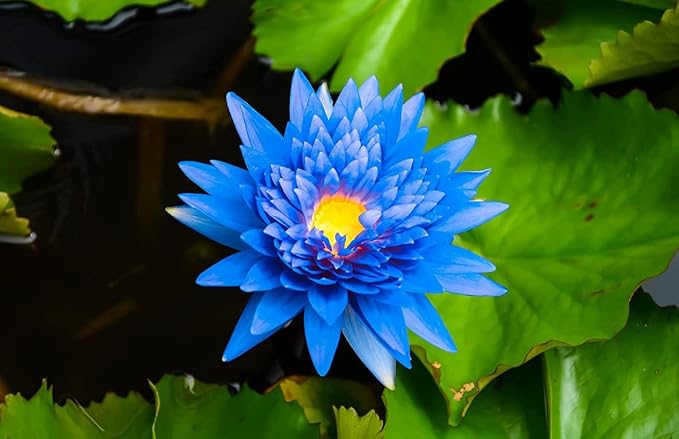 Blue Lotus Essential Oils ~ Pure Natural Aromatherapy Massage Oil - Therapeutic Grade - 100% Natural Incense - Pure Essential Oil (15 Ml)