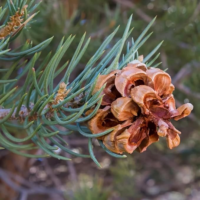 Aromatics International Wildcrafted Pinyon Pine Essential Oil 5ml | 100% Pure Essential Oil for Diffusion & Aromatherapy