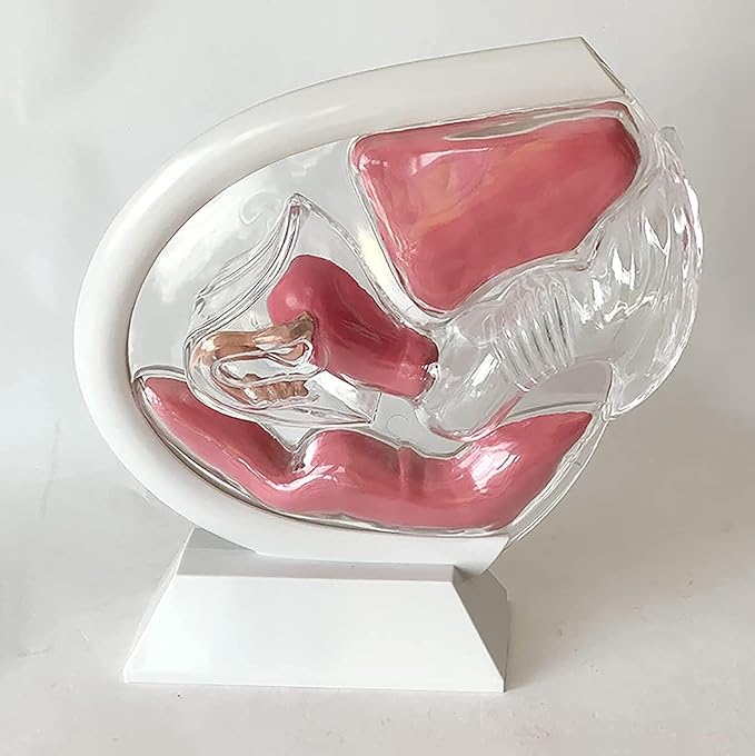 Transparent Uterus Model Demonstration of Menstrual Cup Contraceptive Teaching Model Female Reproductive Organ Anatomical Model of Pelvic