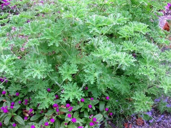 bodi : Rose Geranium 12:1 Extract Powder | 4oz to 5lb | Pure Natural Chemical Free (1 lb)