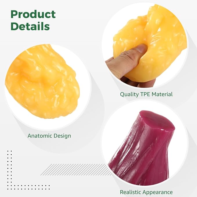 2 Pcs Human Muscle and Fat Anatomy Model Set, 1 lb Muscle and 1 lb Fat Replica for Nutrition Analysis, Realistic Body Composition Tools for Fitness Motivation and Education