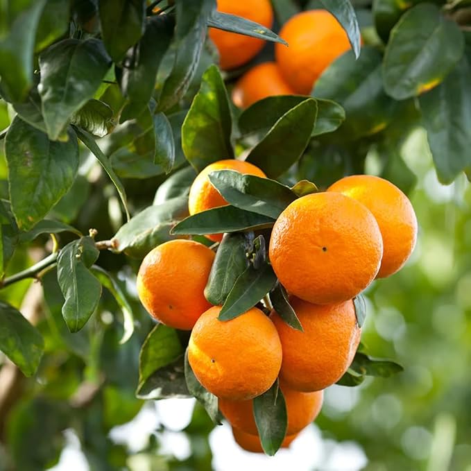 Aromatics International Premium Organic Orange Sweet Essential Oil 18ml | 100% Pure Essential Oil for Diffusion & Aromatherapy