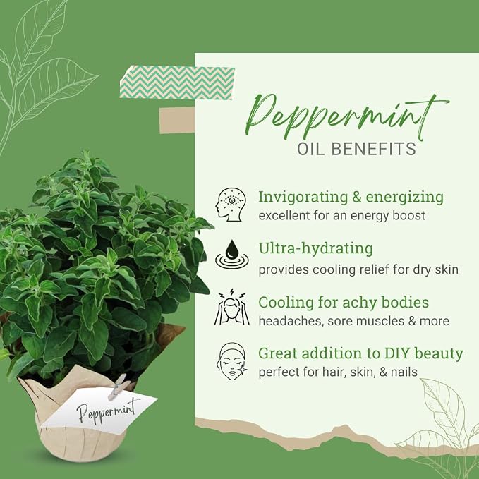 Peppermint Essential Oil (Mentha piperita) – 4 fl oz – Amber Glass Bottle with Cap – 100% Pure & Natural – Premium Therapeutic Grade – GreenHealth