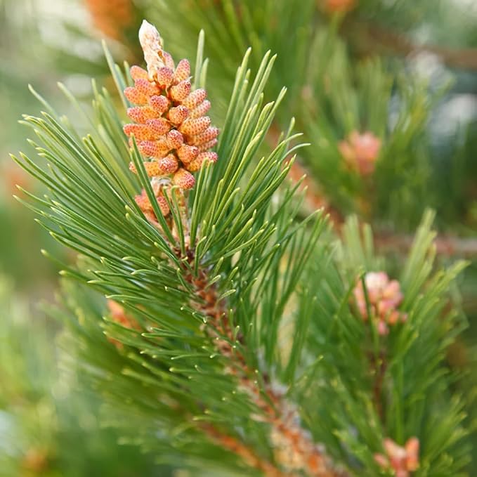 Aromatics International Premium Organic Norway Pine Essential Oil 18ml | 100% Pure Essential Oil for Diffusion & Aromatherapy