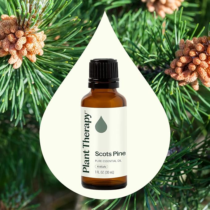 Plant Therapy Scots Pine Essential Oil 30 mL (1 oz) (Pack of 2) 100% Pure, Undiluted, Aromatherapy for Clear Breathing, and Sore Muscle Relief