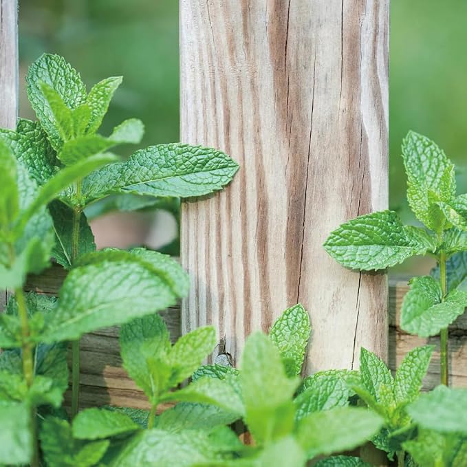 Aromatics International Peppermint Hydrosol 100ml | Cooling Sweet & Fresh Minty Aromatic Mist for Home & Daily Use
