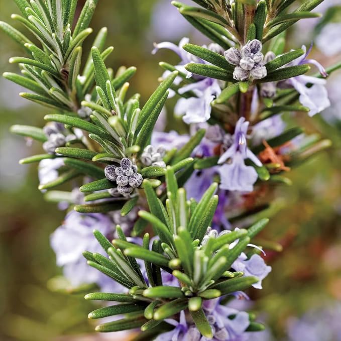 Aromatics International Rosemary Hydrosol 100ml | Herbal Resinous, Woodsy & Fresh Aromatic Mist for Home & Daily Use
