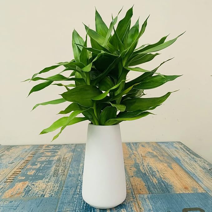 Simple Vase for Flowers Plants, Matte Vases for Modern Table Shelf Home Decor Wedding Boho Decor, 6" H Frosted Elegant Ceramic Vase for Pampas Grass Fluffy Stem Bouquet Lavender Flowers (White, 2)