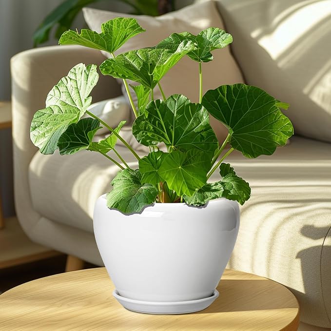 Ceramicfor Ceramic Pot for Plants - 8 Inch Ceramic Planter for Indoor Plants, Modern Round Planter with Drainage Hole and Saucer, Plant Lover Gifts, Home Office Garden Decor, White