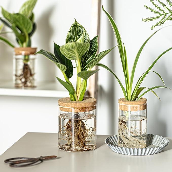 Glass Plant Propagation Stations for Plants – Set of 4(2 Large & 2 Small) Hydroponic Vases for Plant Cuttings,Flower Arrangements, Home & Office Decor–Desktop Vases for Living Room, Bedroom (4)