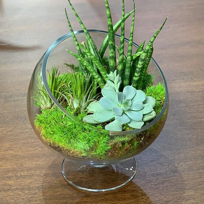 WGV Slant Cut Bowl Glass Vase Bulk with Stand, Width 6.5", Height 7", Clear Planter Terrarium, Candy Dish, Fruit Jar for Wedding Party Event, Home Office Decor, 8 Pieces