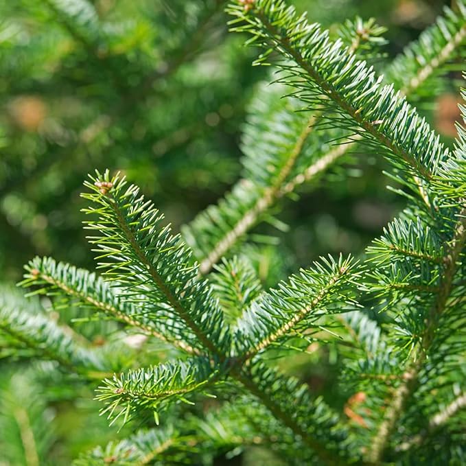 Aromatics International Premium Organic Balsam Fir Essential Oil 18ml | 100% Pure Essential Oil for Diffusion & Aromatherapy