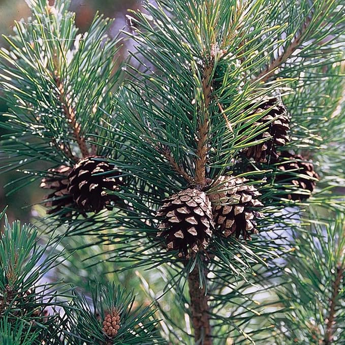 Aromatics International Premium Organic Scotch Pine Essential Oil 18ml | 100% Pure Essential Oil for Diffusion & Aromatherapy