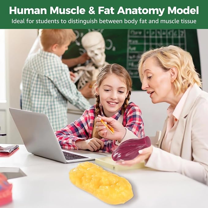 2 Pcs Human Muscle and Fat Anatomy Model Set, 1 lb Fat and 1 lb Muscle Replica, Realistic Anatomy Replica for Education, Fitness Motivation, Nutrition Analysis
