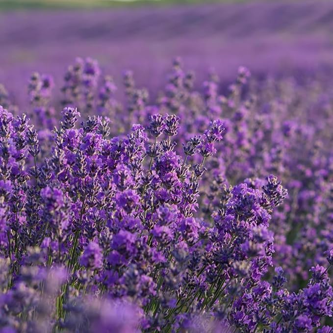 Aromatics International Premium Organic Spike Lavender Essential Oil 5ml | 100% Pure Essential Oil for Diffusion & Aromatherapy