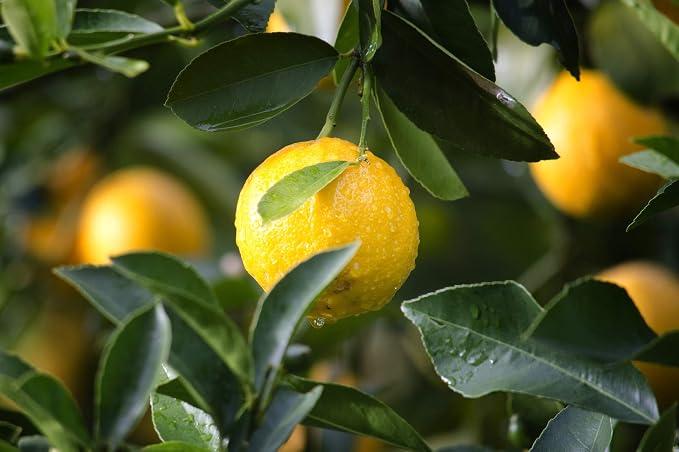 ArOmis Organic Lemon Essential Oil - 100% Pure Therapeutic Grade - Undiluted, Premium Oil - 150 Micron Filtered, Perfect for Aromatherapy Diffusers (10ml / .34 fl oz)