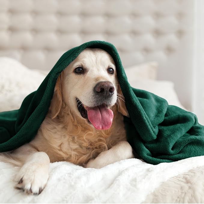 BEDELITE Fleece Blanket Soft Plush Queen Bed Blanket Forest Green 90"x90" | Ultra Soft Fleece, Plush Microfiber, Lightweight Warmth, All Season Comfort, Fade Resistant, Machine Washable,Perfect for Bed