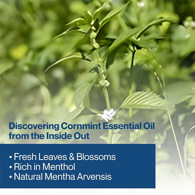 Cornmint Essential Oil - 100% Pure & Natural Essential Oil for Aromatherapy, Home Essential Diffuser Oil, Refreshing Minty Aroma for Aromatherapy and Skincare - Sourced from India 8oz