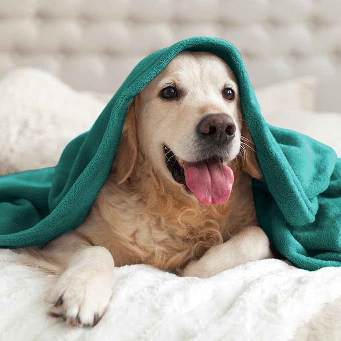 BEDELITE Fleece Blanket Soft Plush Throw for Couch Emerald Green 50"x60" | Ultra Soft Fleece, Plush Microfiber, Lightweight Warmth, All Season Comfort, Fade Resistant, Machine Washable, Couch Sofa Bed