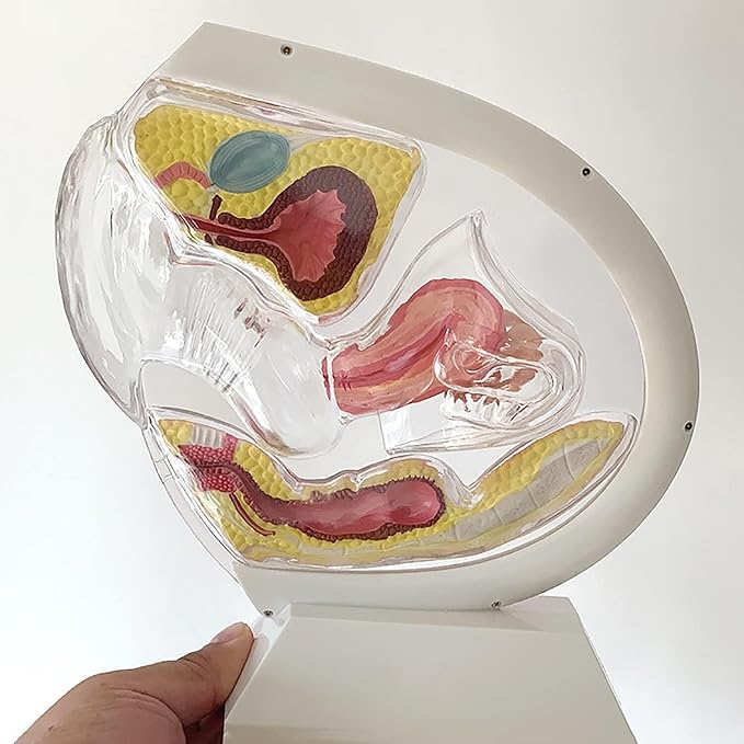 Transparent Uterus Model Demonstration of Menstrual Cup Contraceptive Teaching Model Female Reproductive Organ Anatomical Model of Pelvic