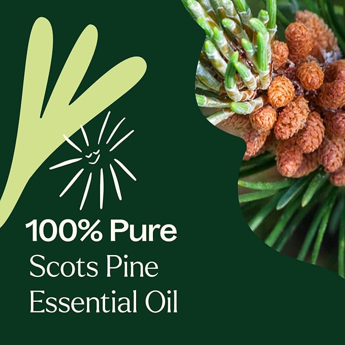 Plant Therapy Scots Pine Essential Oil 30 mL (1 oz) 100% Pure, Undiluted, Therapeutic Grade